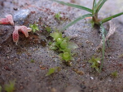 Physcomitrium patens