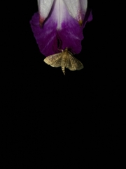 Herpetogramma phaeopteralis