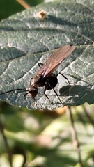 Myrma
