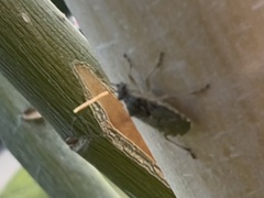 Liorhyssus