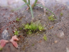 Physcomitrium patens