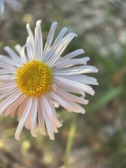 Erigeron concinnus