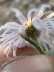 Erigeron concinnus