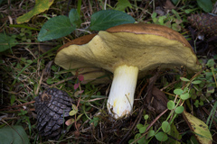 Suillus brevipes
