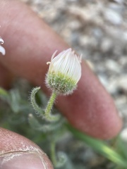 Erigeron concinnus