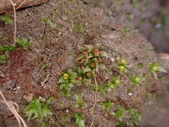 Physcomitrium patens