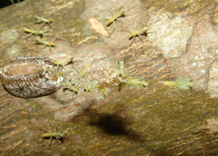 Hierodula patellifera