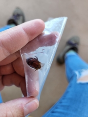 Thermonectus marmoratus