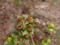 Physcomitrium patens