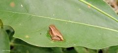 Dendropsophus microcephalus