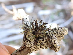 Ramalina farinacea