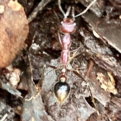Myrmecia regularis