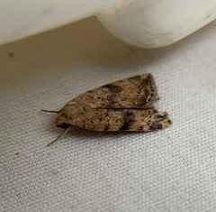 Micrathetis