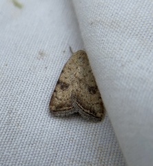 Micrathetis