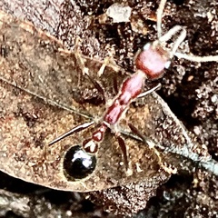Myrmecia regularis