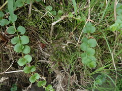 Climacium dendroides