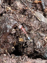 Myrmecia regularis