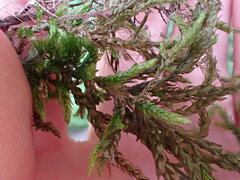 Climacium dendroides