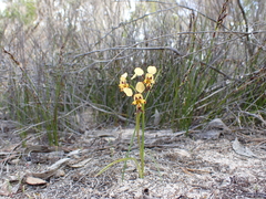 Diuris calcicola