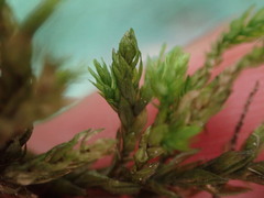 Climacium dendroides