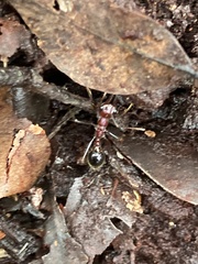 Myrmecia regularis