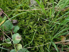 Climacium dendroides