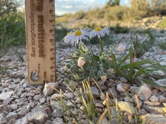 Erigeron concinnus