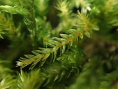 Climacium dendroides