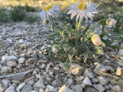 Erigeron concinnus