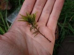 Climacium dendroides