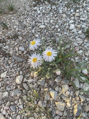 Erigeron concinnus