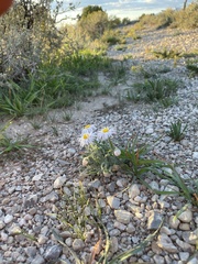 Erigeron concinnus