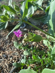 Mirabilis multiflora