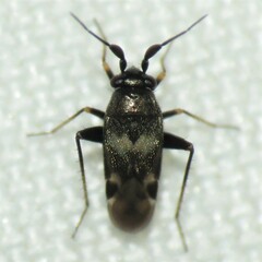 Spanagonicus albofasciatus