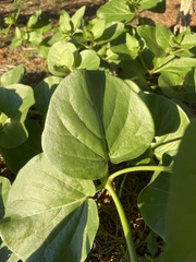 Mirabilis multiflora