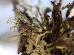 Ramalina farinacea