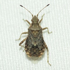 Aufeius impressicollis