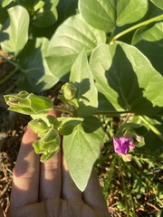 Mirabilis multiflora