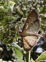 Herpetogramma bipunctalis