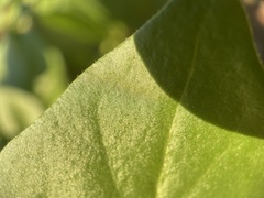 Mirabilis multiflora
