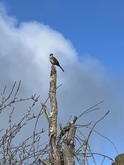 Mimus parvulus