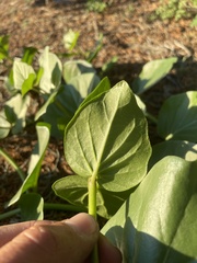 Mirabilis multiflora