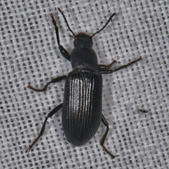 Xylopinus saperdoides