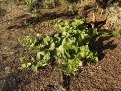 Mirabilis multiflora