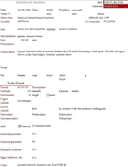 Aparallactus lunulatus