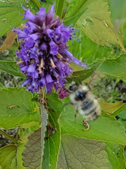 Bombus flavifrons