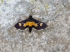 Salbia zena