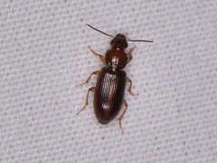 Stenolophini