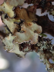 Lobarina scrobiculata