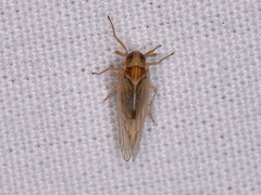 Delphacidae